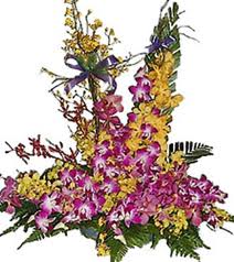 50 Orchids large arrangement