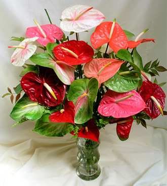 anthurium in a vase