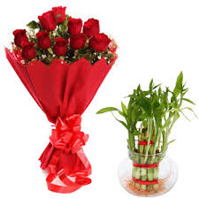 Good luck plant with 12 Red roses