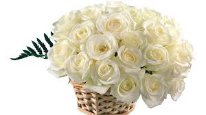 30 white roses basket