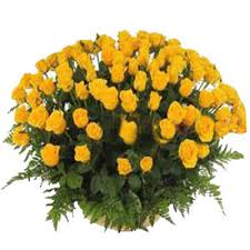100 yellow roses in a basket