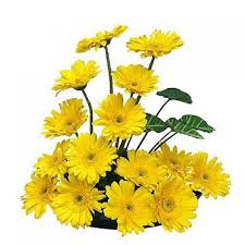 10 yellow gerberas in a basket