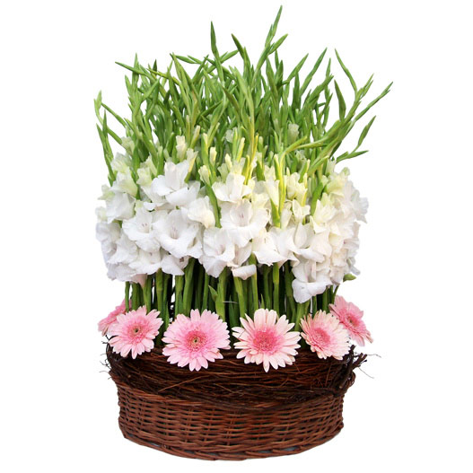 50 gerberas gladioli basket