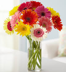 12 gerberas in a vase