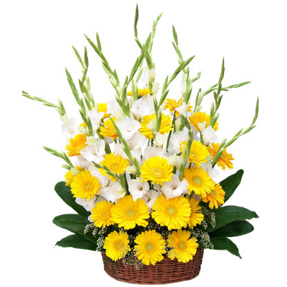 100 gerberas gladioli basket