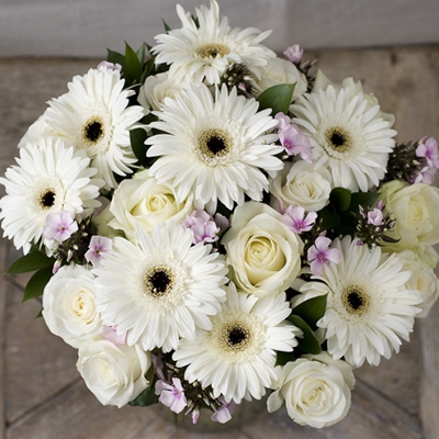 40 white gerberas in a vase