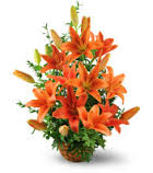 10 orange lilies basket