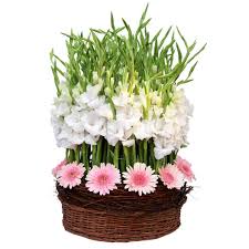 50 gerberas gladioli basket